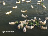後湖塘