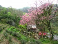 椿萱農場(沒開放了)