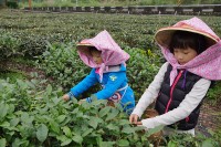 內山休閒茶園(內山茶園)