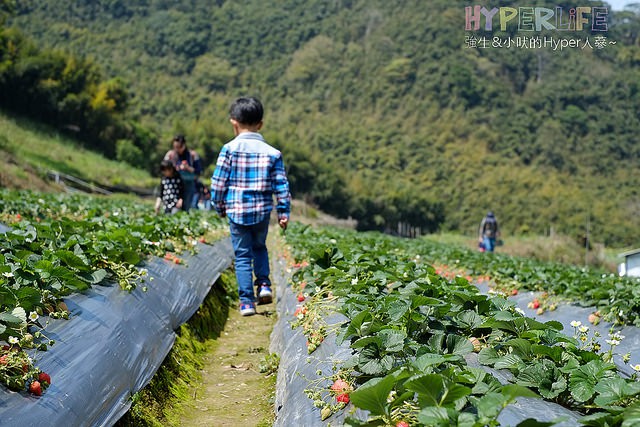 劉正男高冷草莓園