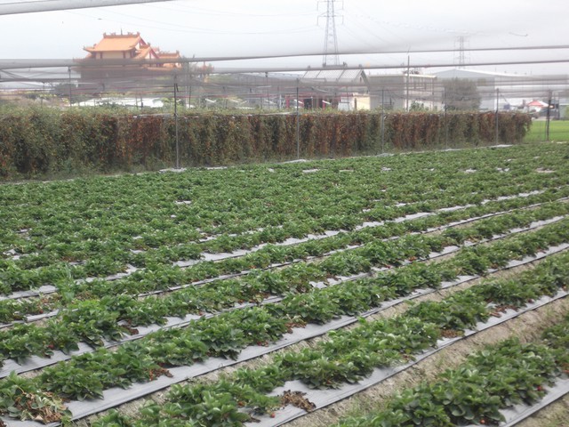 松田觀光果園(松田草莓園)(結束營業)