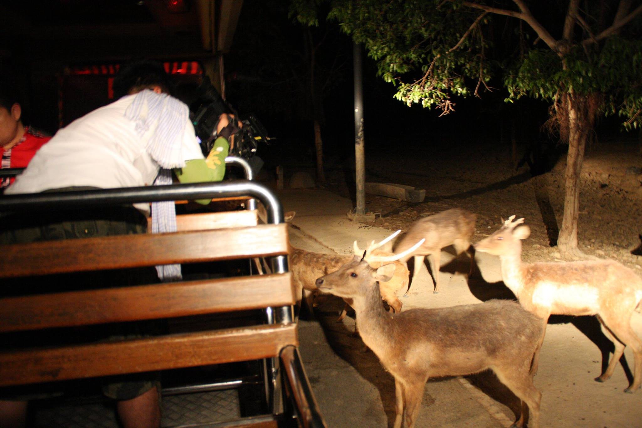 清邁夜間動物園Night Safari