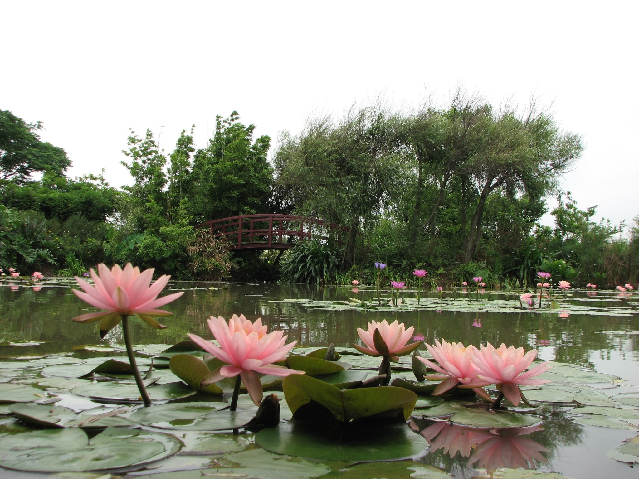 莫內的花園
