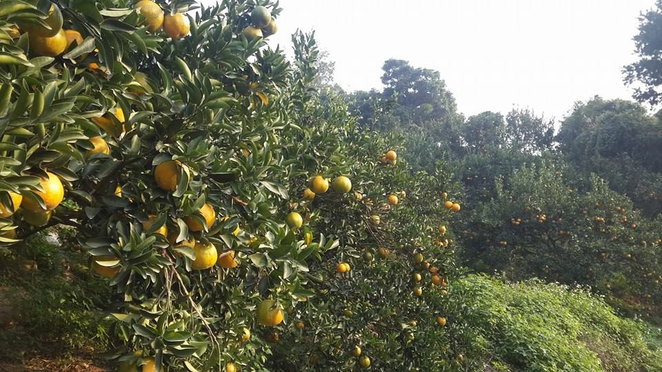 米笠休閒莊園(原荔園休閒農園)