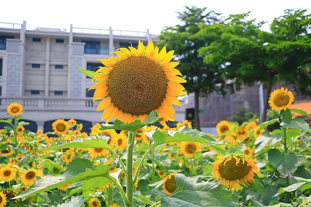 一畝田休閒農場 - 向日葵花海 (05/14-06/30)(結束營業)