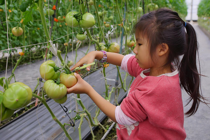 大林果園．礁溪溫泉番茄