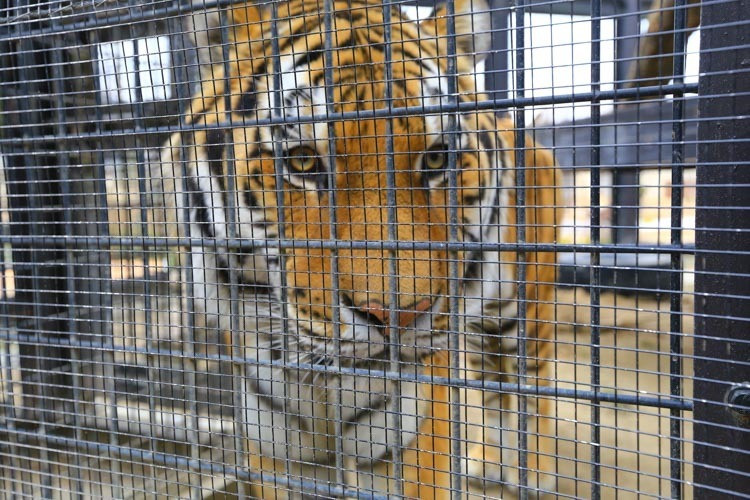 日本-京都-京都動物園(京都市動物園)