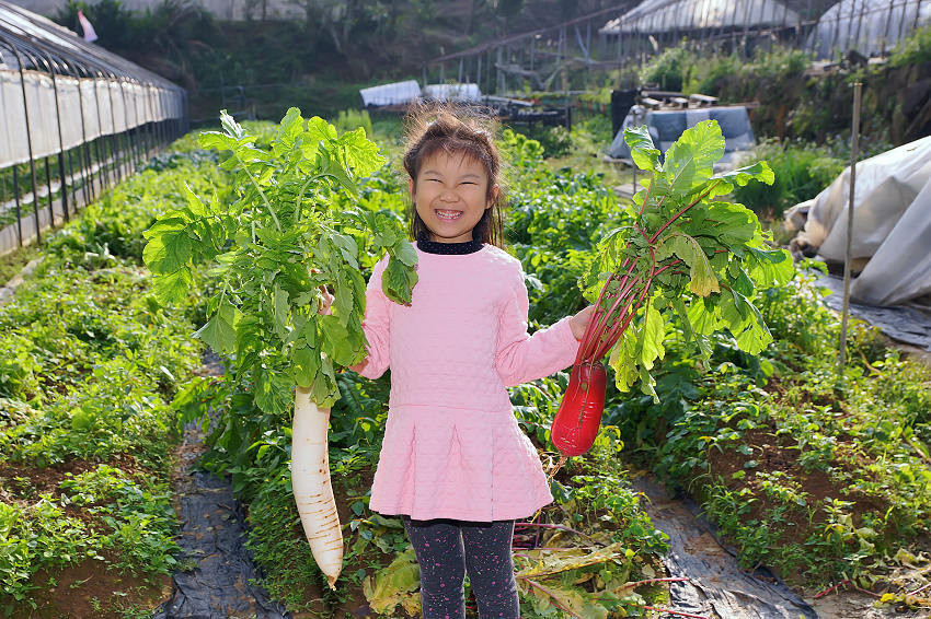 桂香草莓園