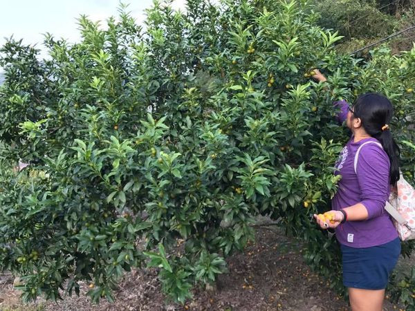 芳樺園露營區