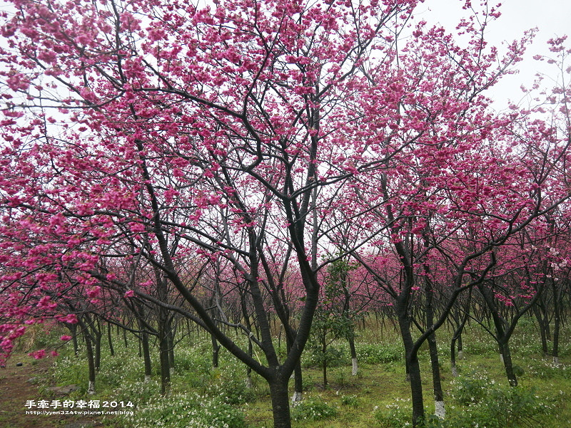 三芝櫻花道(三芝櫻花林秘境)