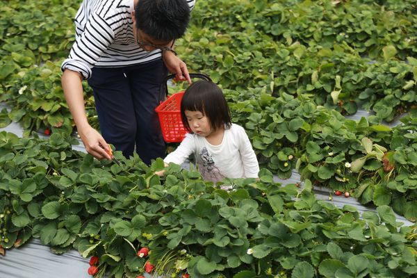 妍美草莓園(原開欣草莓園)
