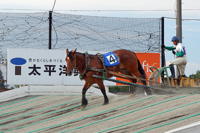 日本北海道-帶廣競馬場(輓曳賽馬)