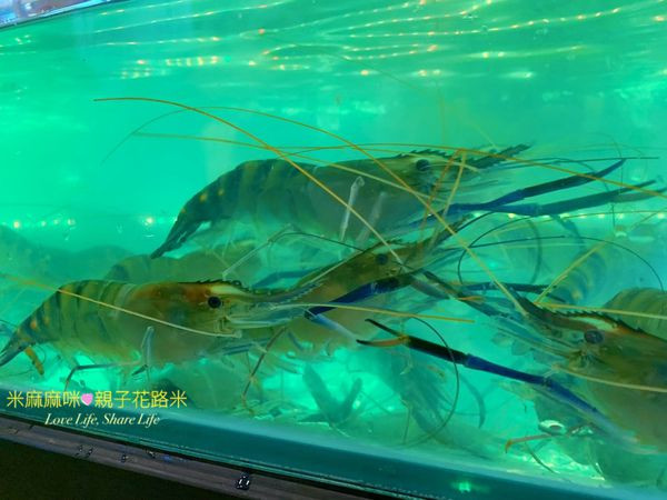 林口泰蝦PA水道泰國蝦吃到飽
