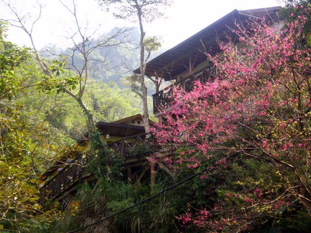 相遇森林屋