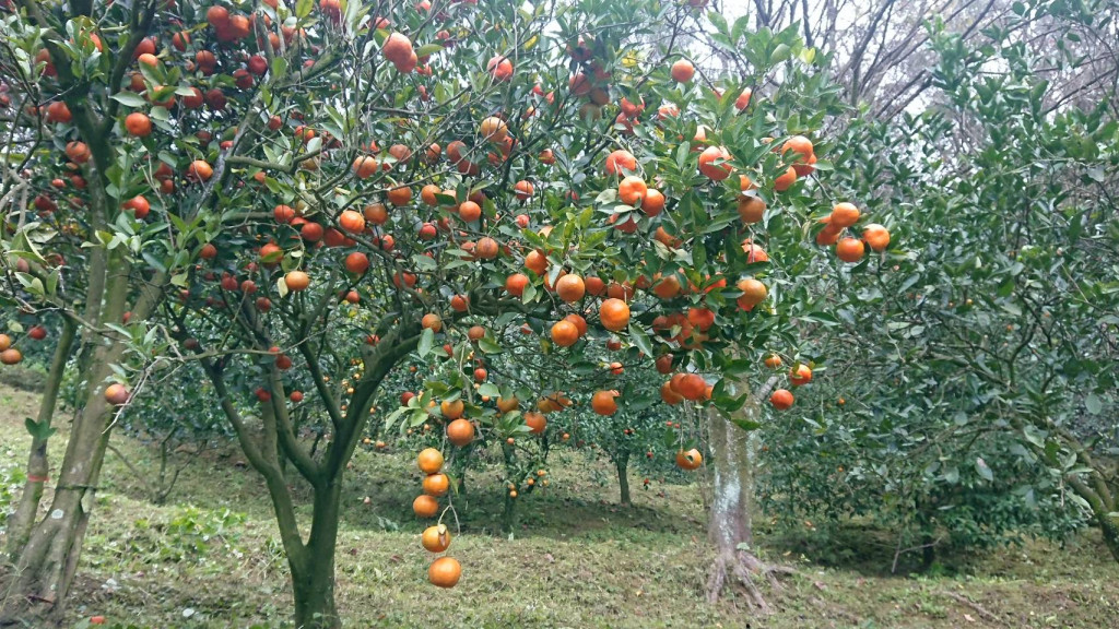 大溪觀光果園