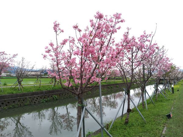 羅莊櫻花步道