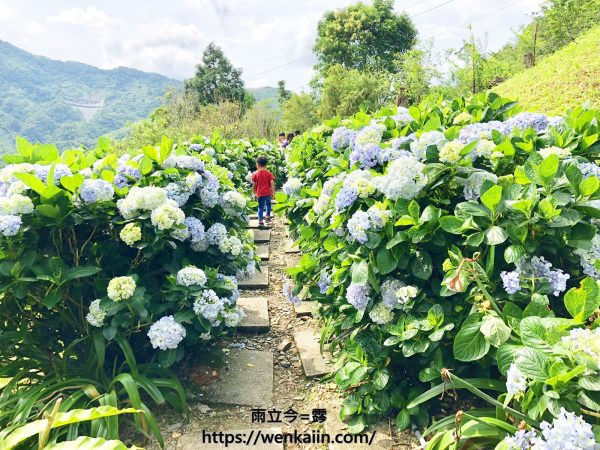 青山農場(金針花/繡球花)
