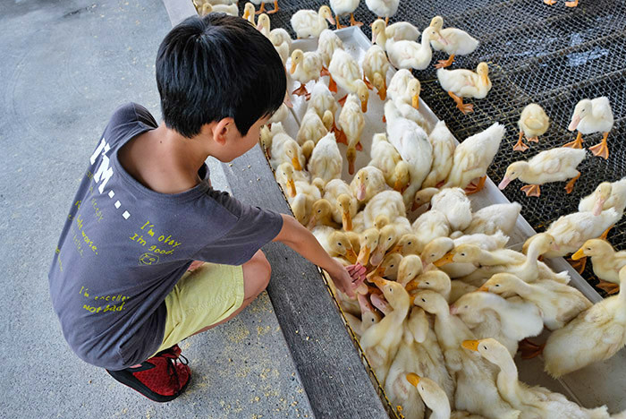 甲鳥園