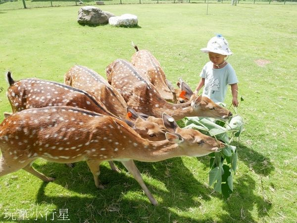 鄒族逐鹿文創園區-逐鹿文創商區(逐鹿部落梅花鹿園)