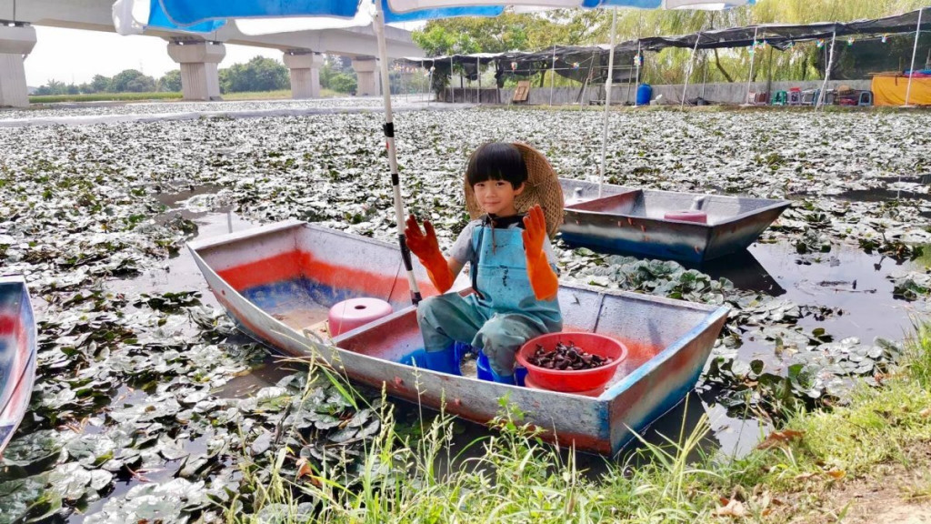 幸福菱角小農體驗(官田採菱角)