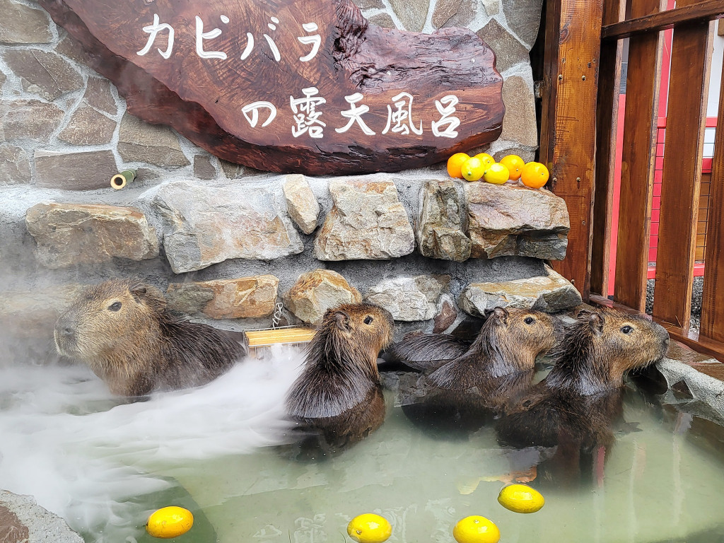 張美阿嬤農場2.0+樹懶餐廳