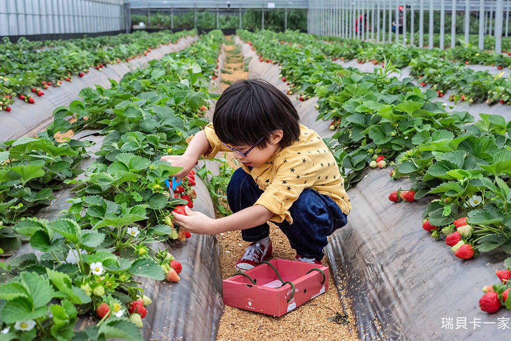 草莓學校