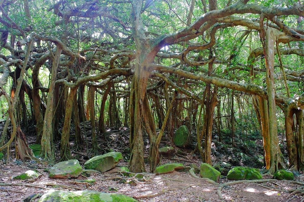 港口白榕園(少年PI場景)