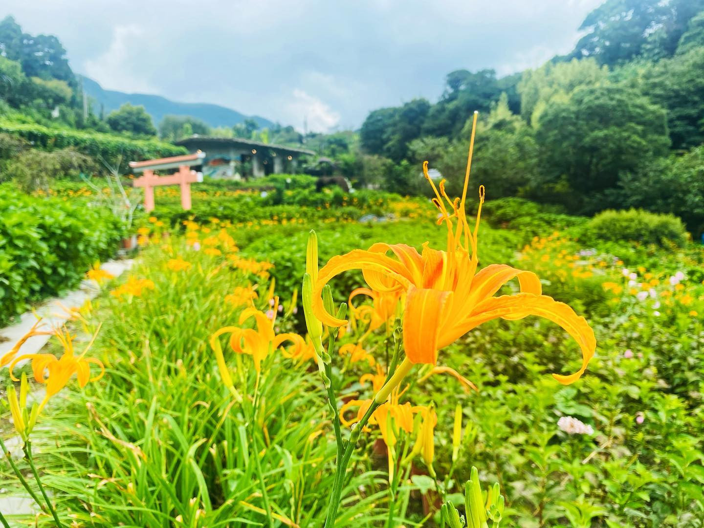 曹家花田香(繡球花/金針花)