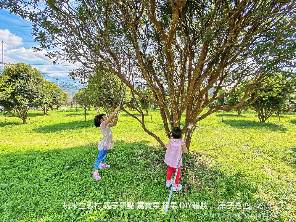 果寶歡酵-觀光工廠。有機嘉寶果農場(樹葡萄)