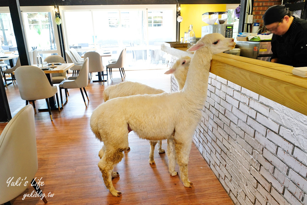 大衛小小羊David& Alpaca