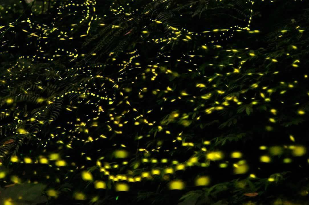 火金姑的故鄉-小礁溪