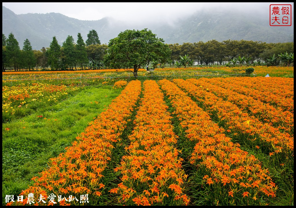 頭社活盆地-日月潭金針花園區(頭社金針花海)