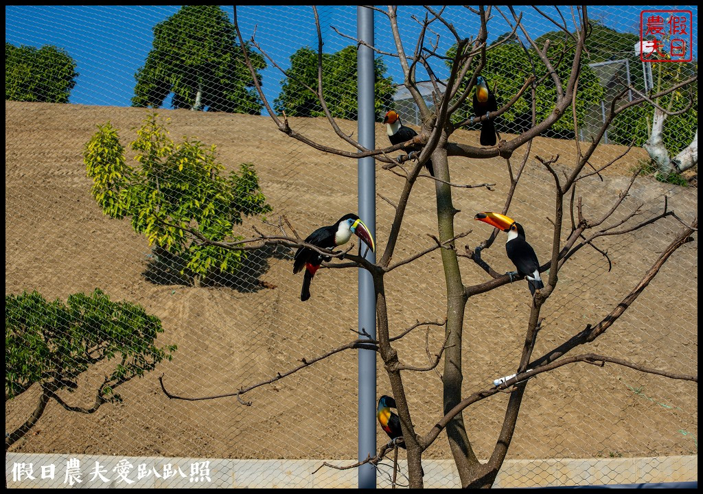 JOJOZOO PARK九九峰動物樂園