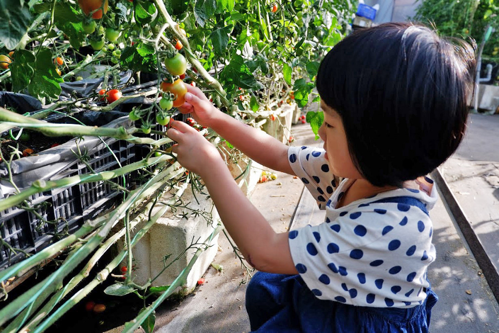 金勇DIY蕃茄農場(金勇番茄農場)