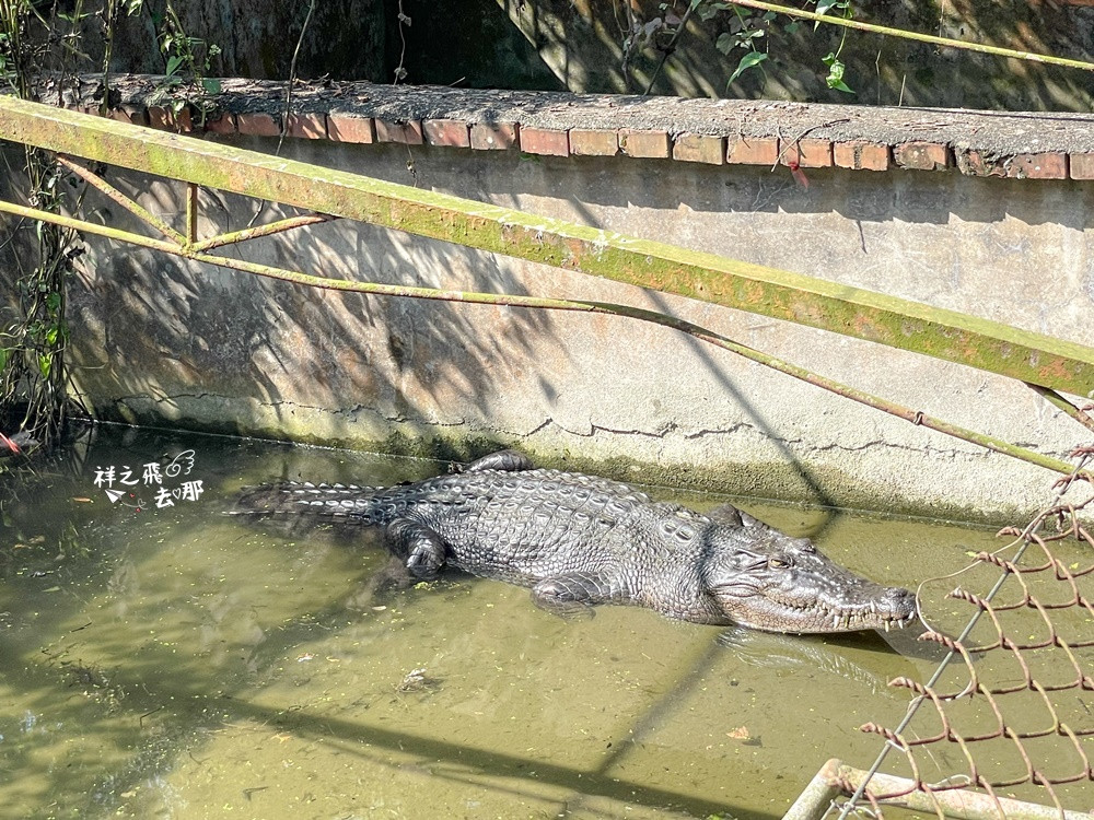 不一樣鱷魚生態休閒農場