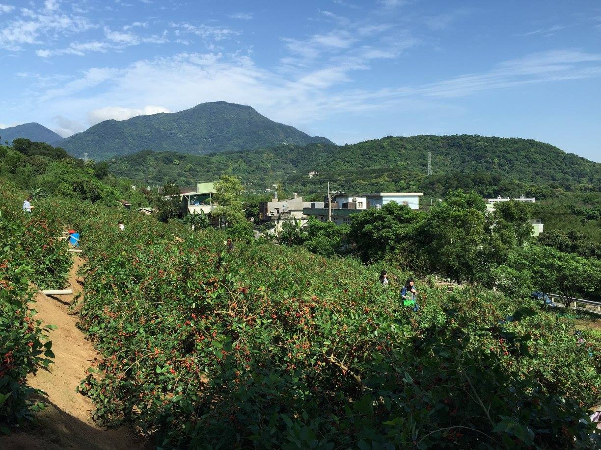 淡水阿輝桑葚園(採桑椹)(2025年不開放)