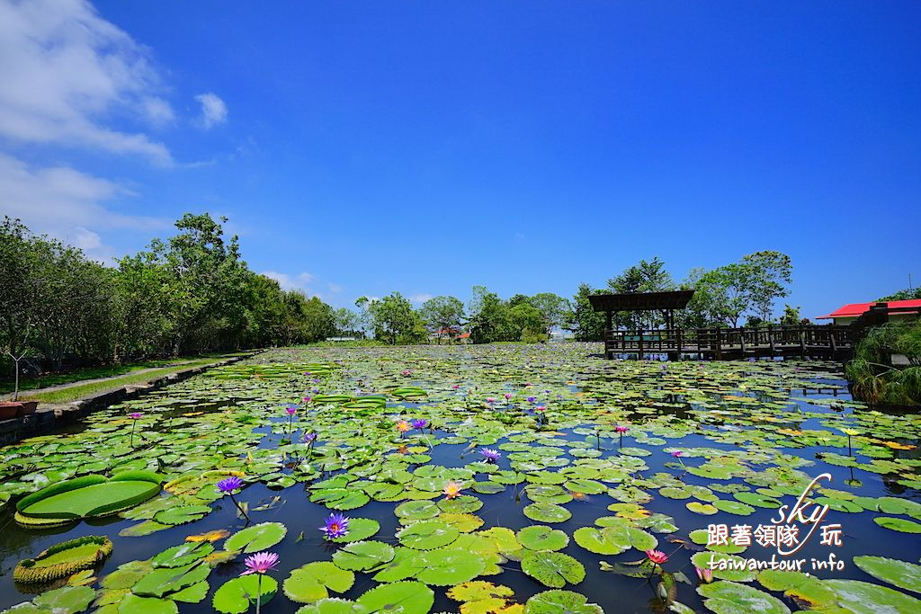 蓮城蓮花園
