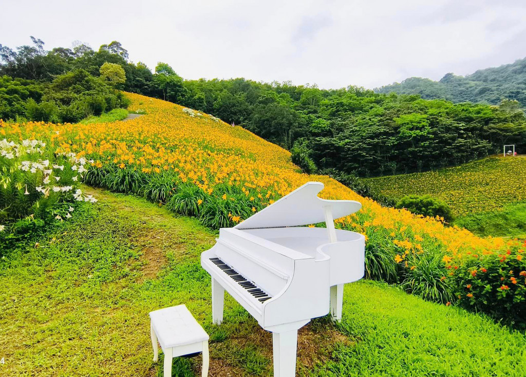 知本天山農場(金針花)