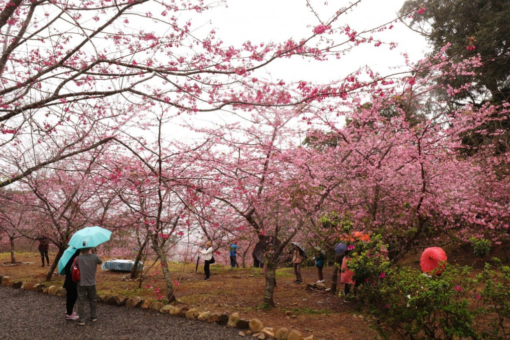 寶山二集團櫻花公園(38甲櫻花公園)