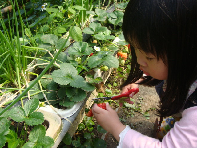 野草花果有機農場