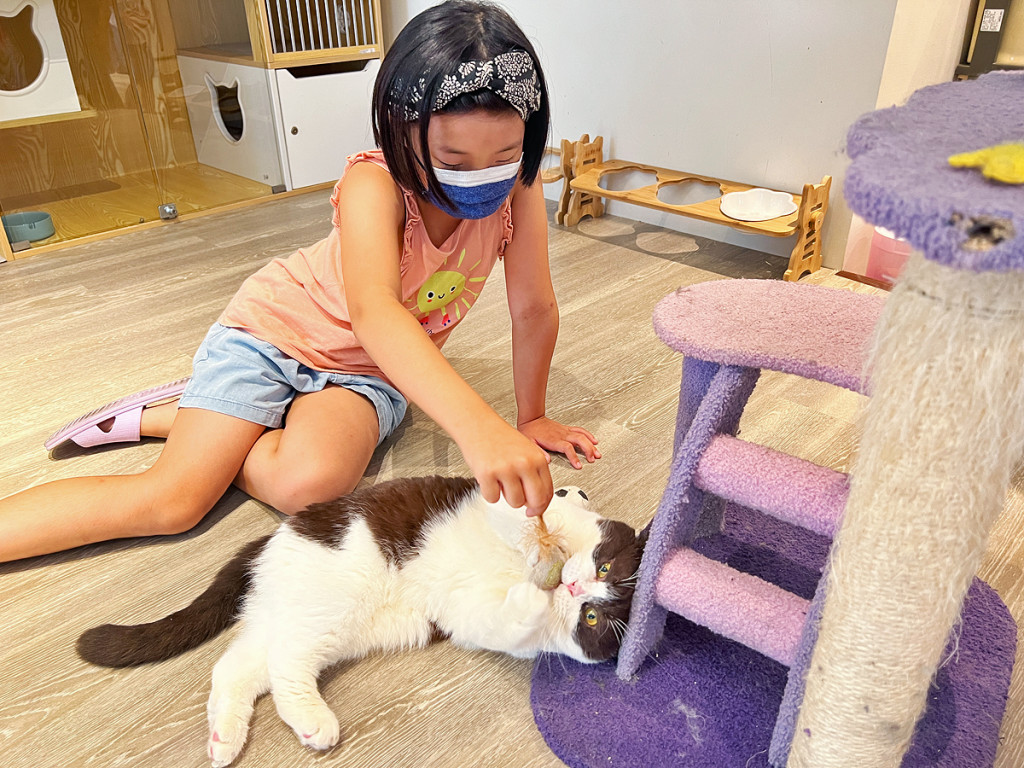 角落有貓 corner cat coffee 高雄新堀江店&水手二棲爬蟲館(貓餐廳/貓咖啡)