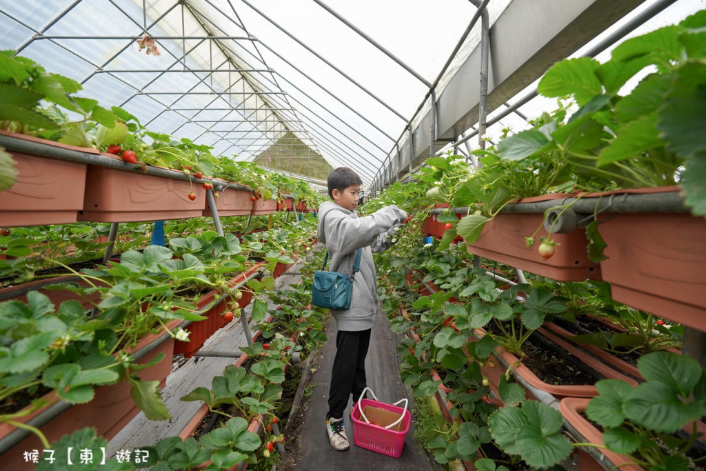 美麗田農園Farmily(採草莓)