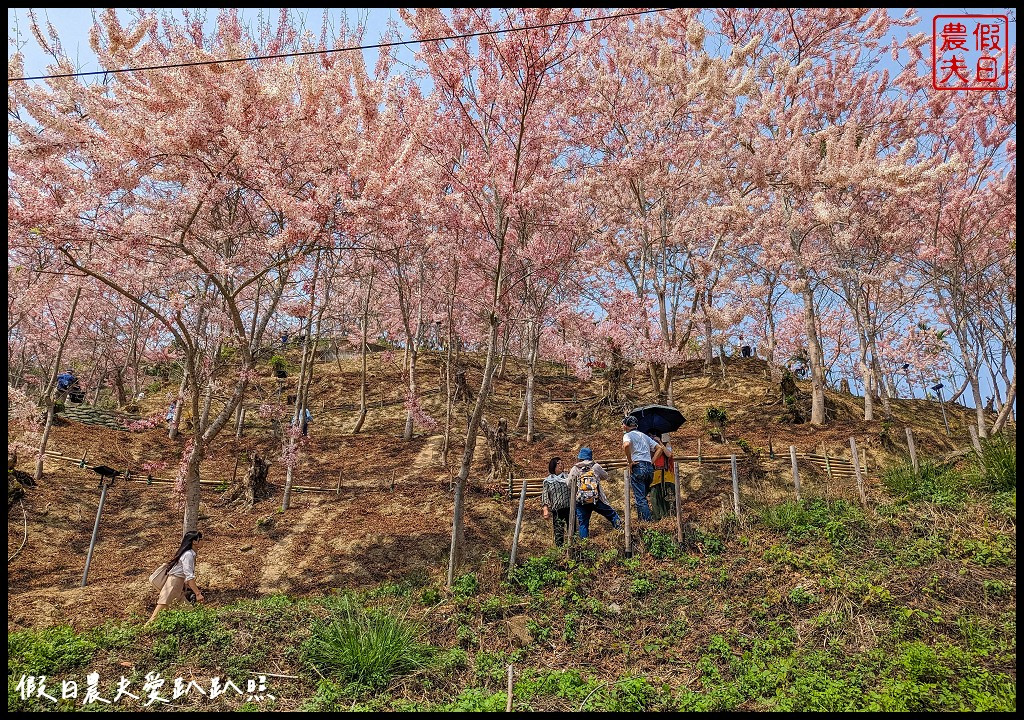阿拉伯的粉紅村(花旗木秘境)