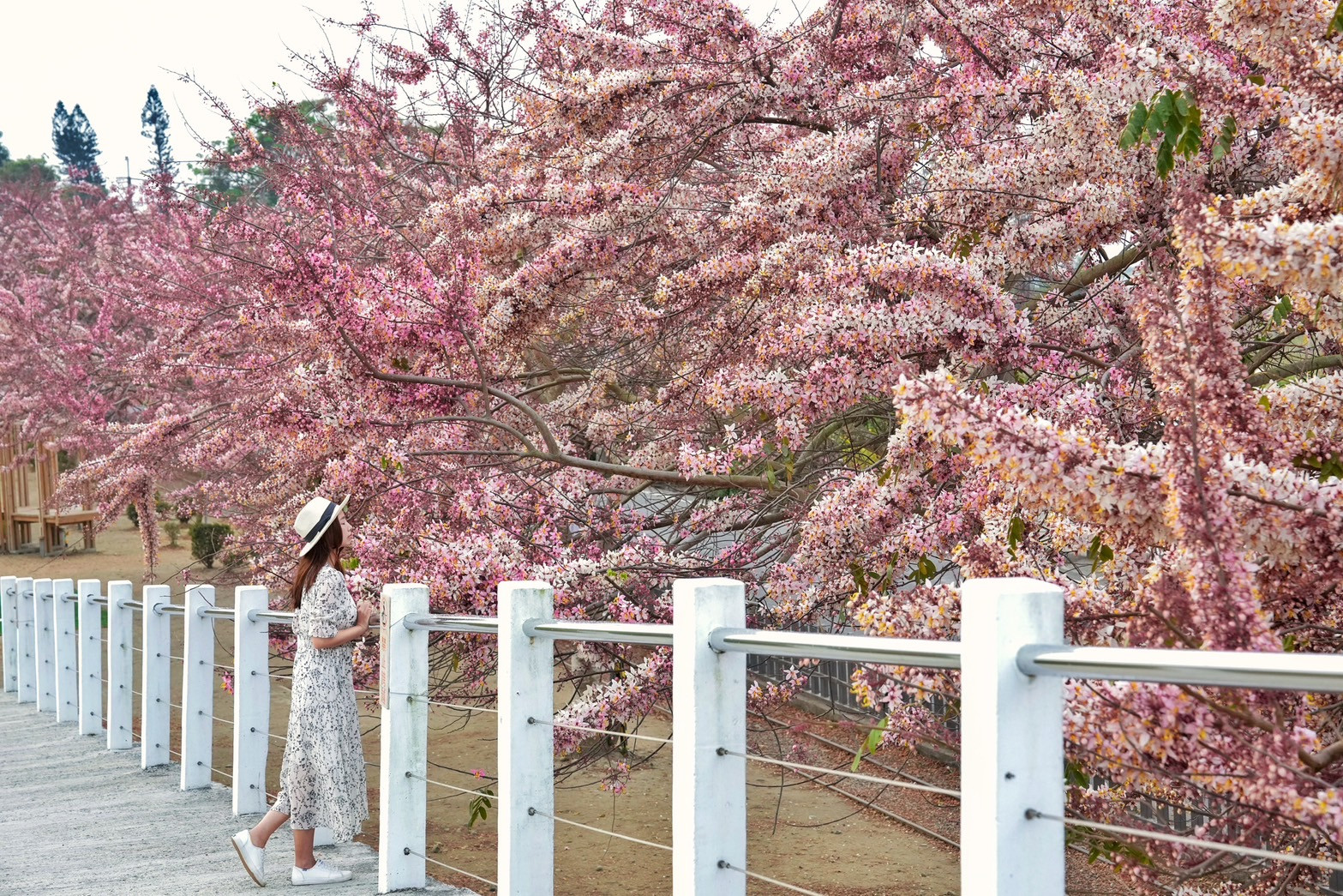 金砂里花旗木步道