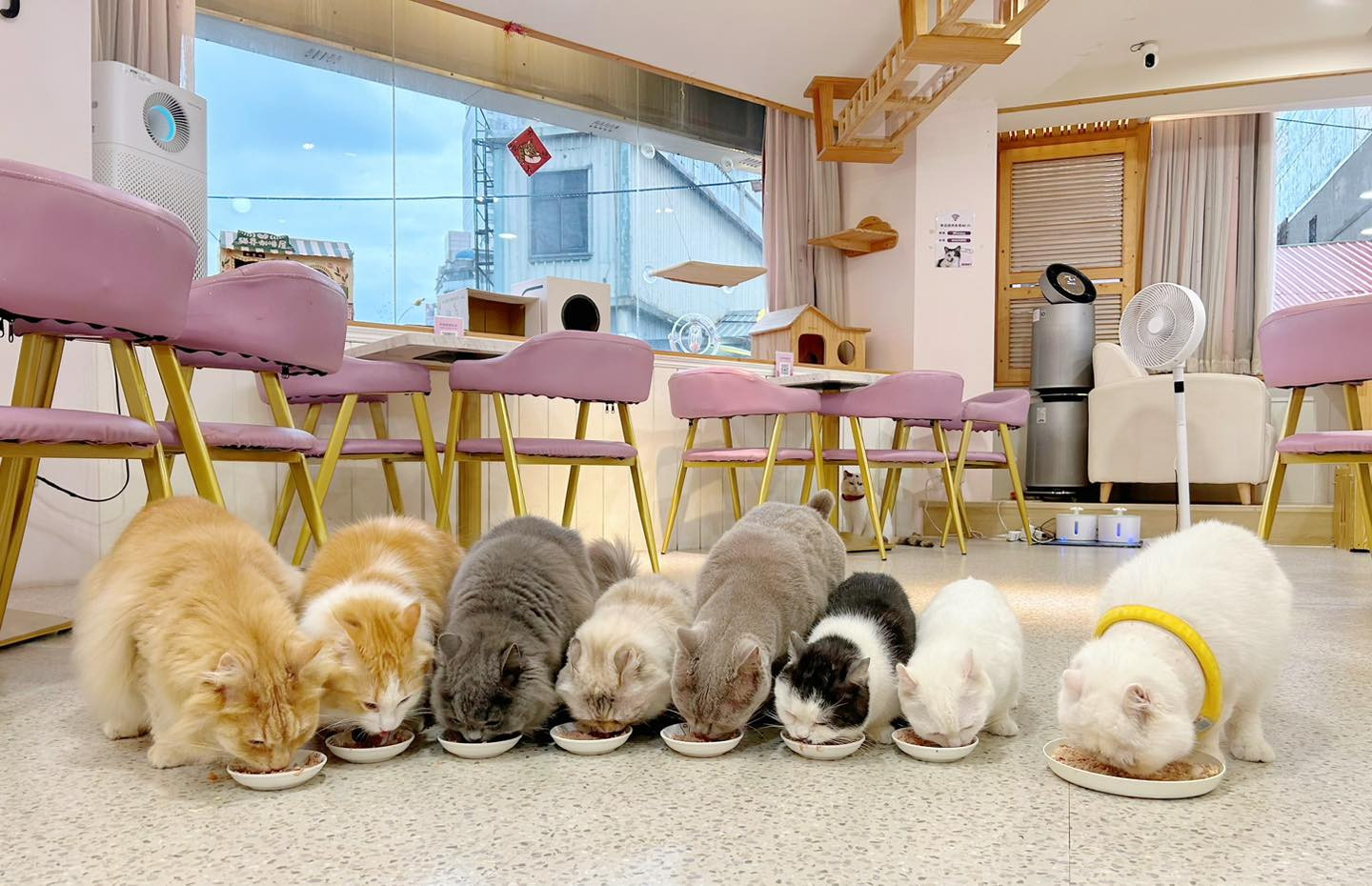 貳巷貓弄Catfeine中壢店(貓餐廳/貓咖啡廳)