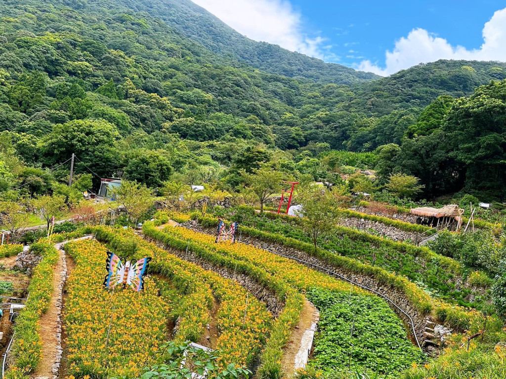 竹子湖故鄉金針花農園