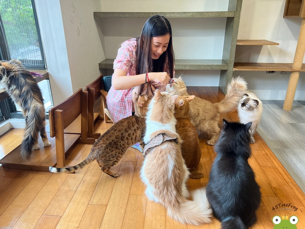 凹凹 Miao Woo(貓餐廳/貓咖啡廳)