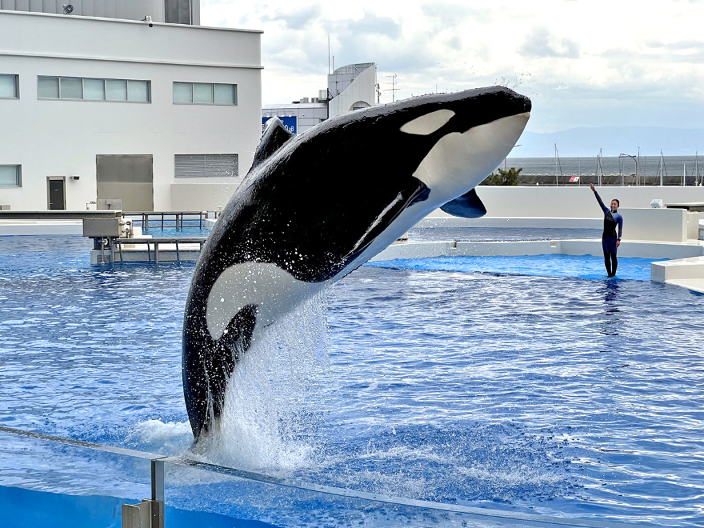 日本神戶-神戶須磨海洋世界Kobe Suma Seaworld