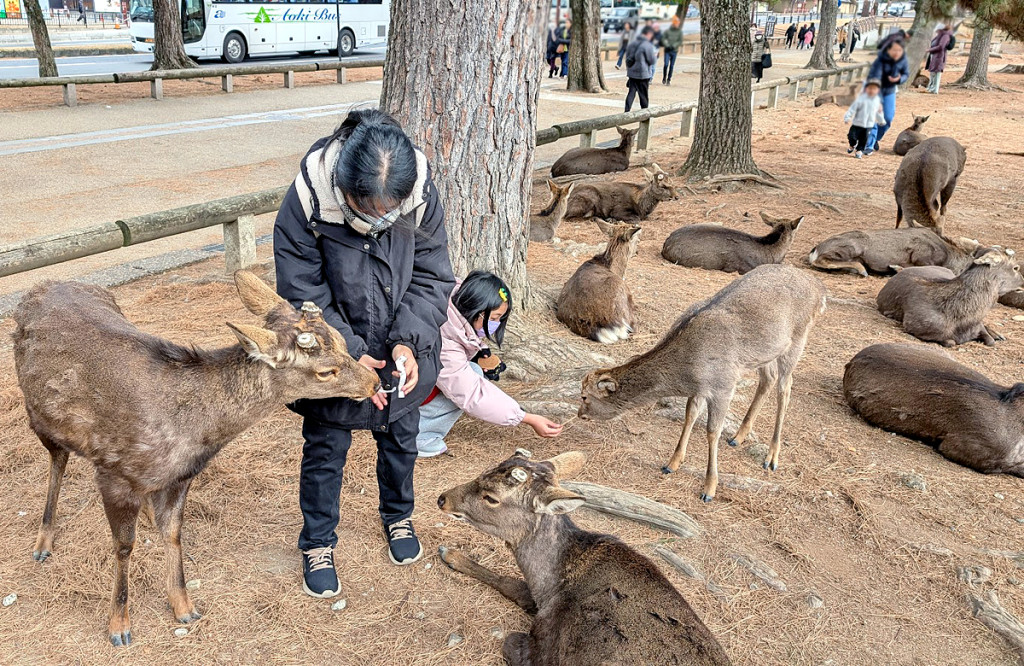 日本奈良-奈良公園-東大市(梅花鹿公園)