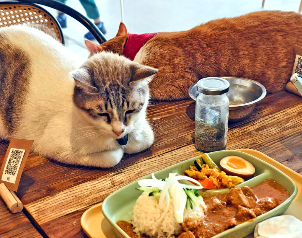 正當冰台中西區有貓好樹店(貓咖啡廳/貓餐廳)